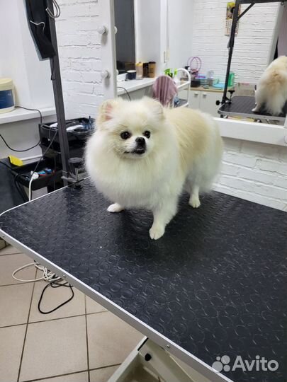 Груминг собак и кошек