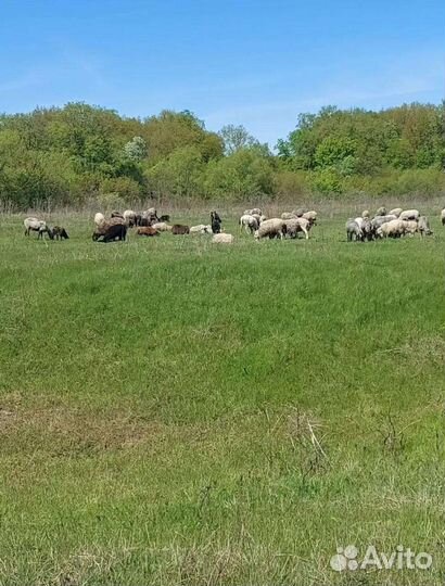 Романовские овцы ест много розни парода племенные