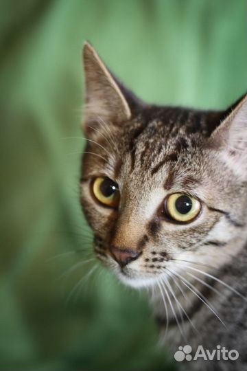 Родька - очаровательный полосатик