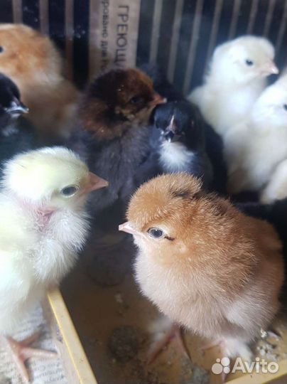 Цыплята домашних несушек