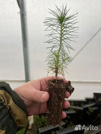 Сеянца сосны и ели обыкновенной окс/зкс