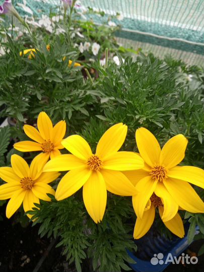 Вегетативные черенки Биденса