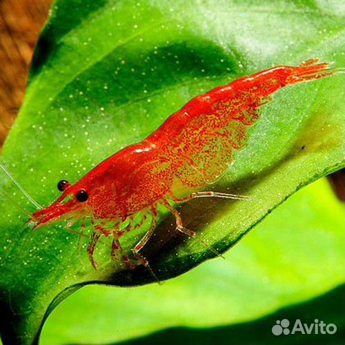 Креветки цветные, карликовые раки