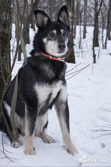 Заберите Джонника домой из приюта