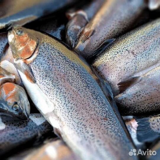 Форель охлажденная