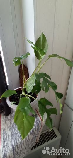 Рафидофора тетрасперма