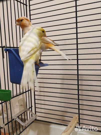 Кенара и канарейки