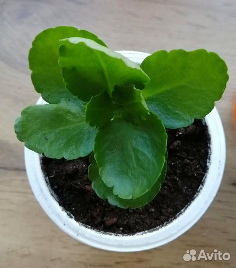 Каланхоэ махровое, 2 сорта