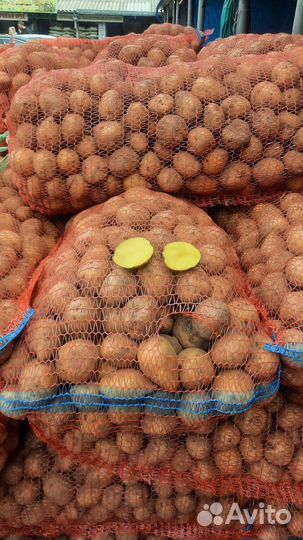 Семенной картофель сорт гала