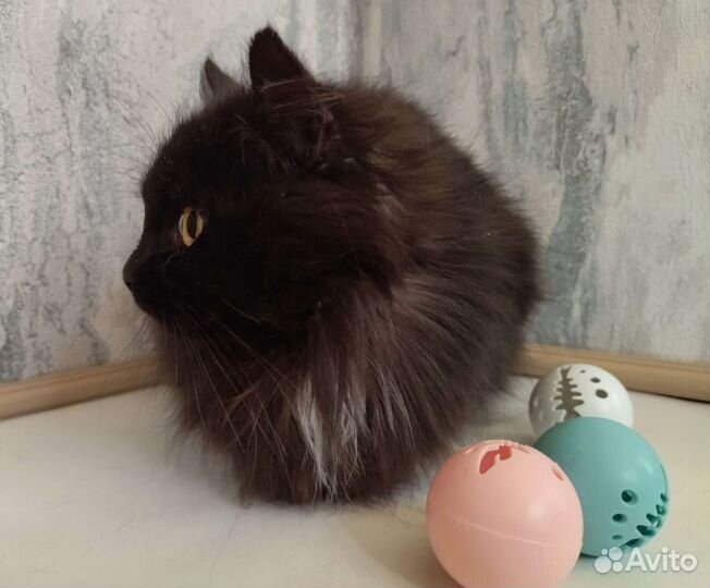 Кошка в дар