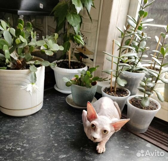 Канадский сфинкс, котята