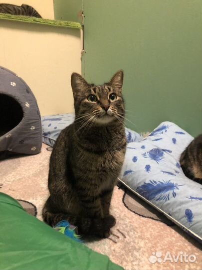 Кошка в добрые руки в дар бесплатно из приюта