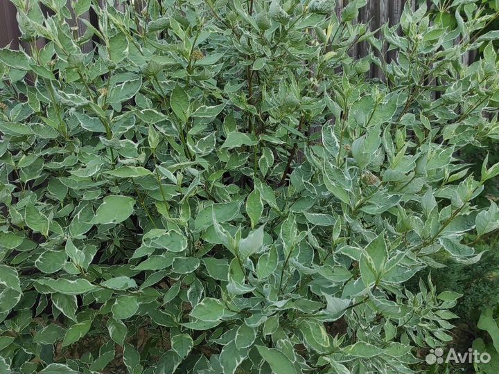 Декоративные кустарники и деревья