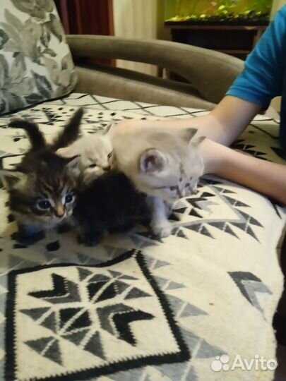 Отдам котят