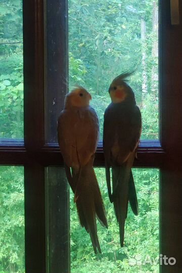 Попугай корелла