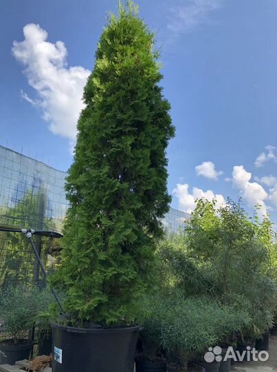 Высокие туи