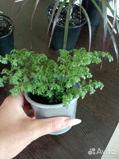 Пилея мелколистная