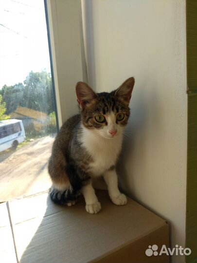 Спасите кошку