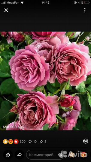 Саженцы роз премиум класса японской селекции