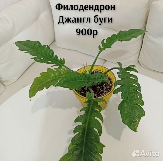 Филодендроны, антуриум, спатифиллум, аглаонемы