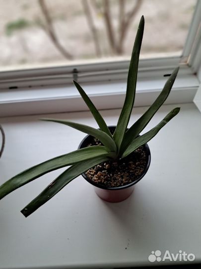 Суккуленты