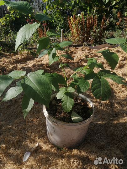 Саженцы грецкого ореха