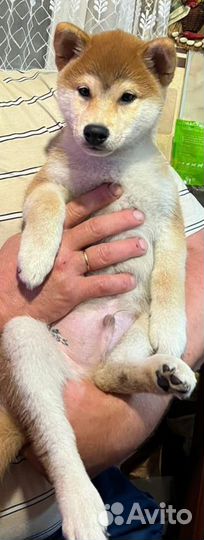 Щенок Сиба Ину