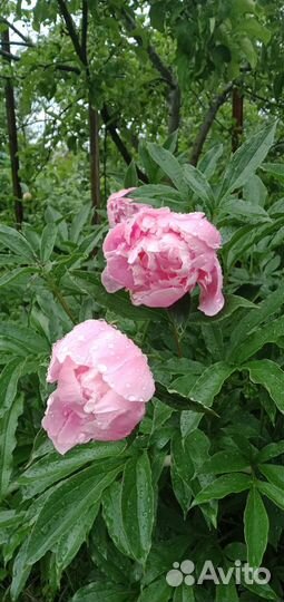 Роза,лилейник,хоста,люпин,мята