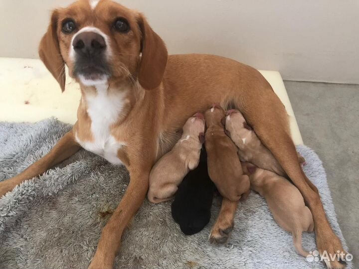 Отдам в хорошие руки собаку