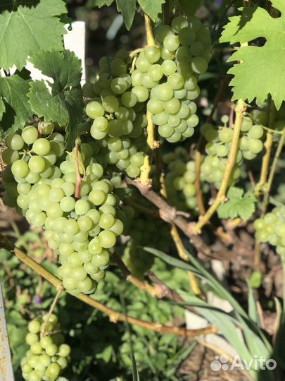Саженцы винограда