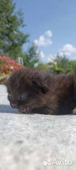 Чёрный котик. Котята в добрые руки 4 недели)