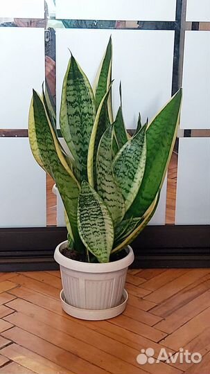 Сансивьера (щучий хвост) молодые растения (торг)