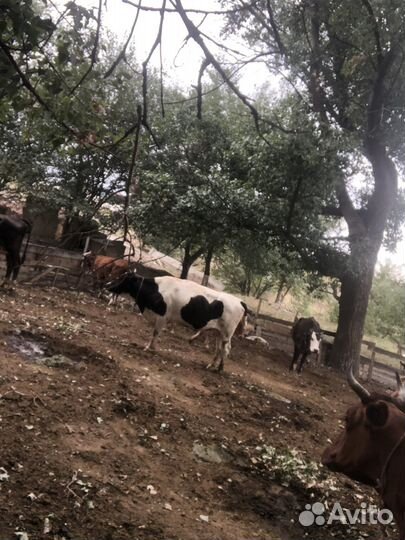 Стадо коров