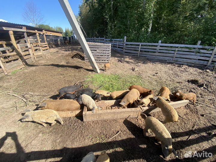 Поросята венгерской мангалицы