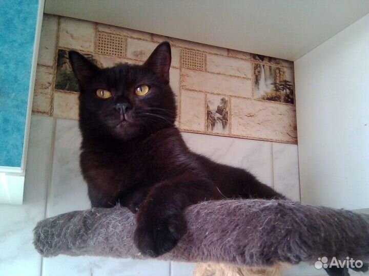 Молоденький котик Фауст