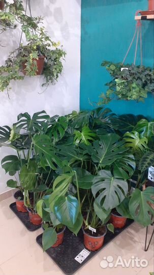 Монстера лакомая деликатесная