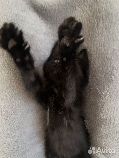 Котята ищут дом