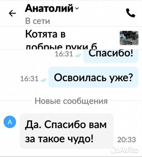 Котята в добрые руки бесплатно