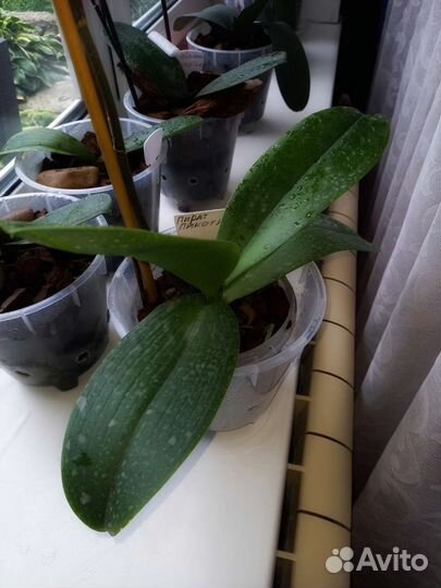 Орхидея фаленопсис