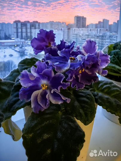 Фиалки, сенполии-листики