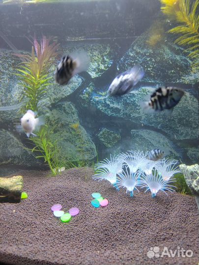 Аквариумные рыбки