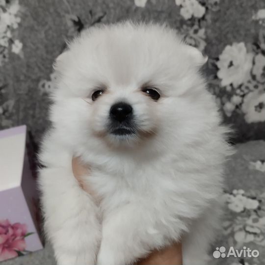 Щенки шпица