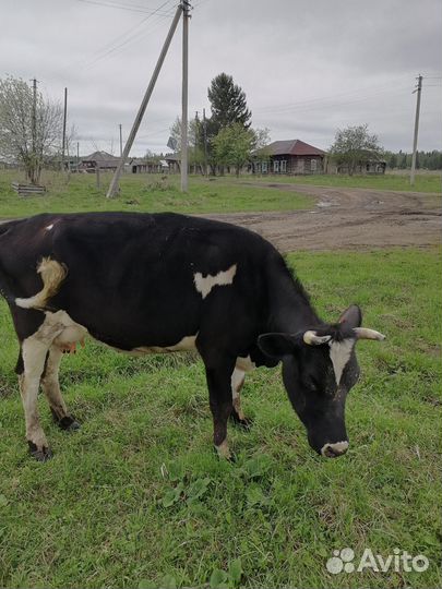 Корова стельная дойная