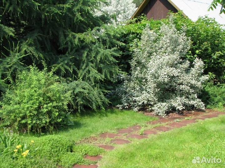 Лох серебристый