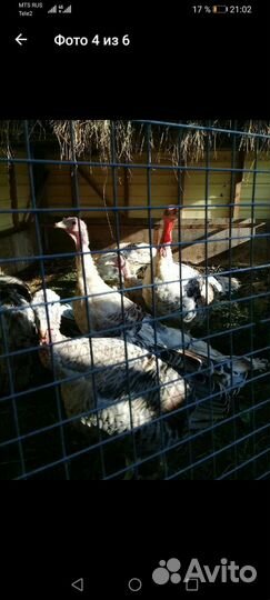 Куры, Амераукана, Синь Синь Дянь