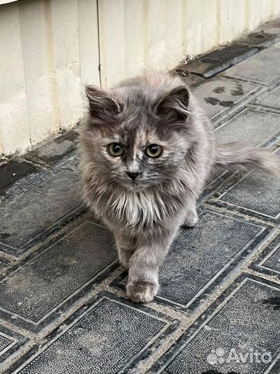 Кошки в добрые руки бесплатно