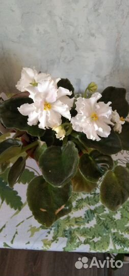 Листики фиалки на срез