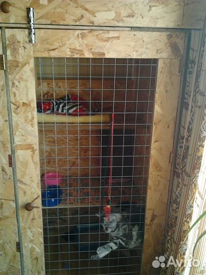 Специализированная гостиница для кошек