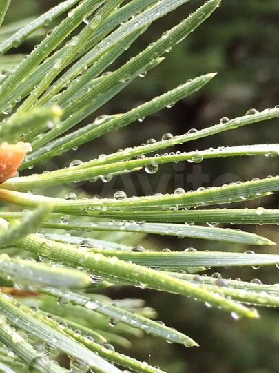 Участок 50 сот. (ИЖС)