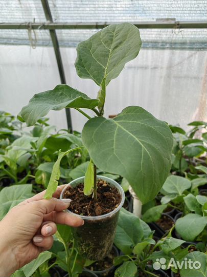 Рассада помидор, перца и баклажан